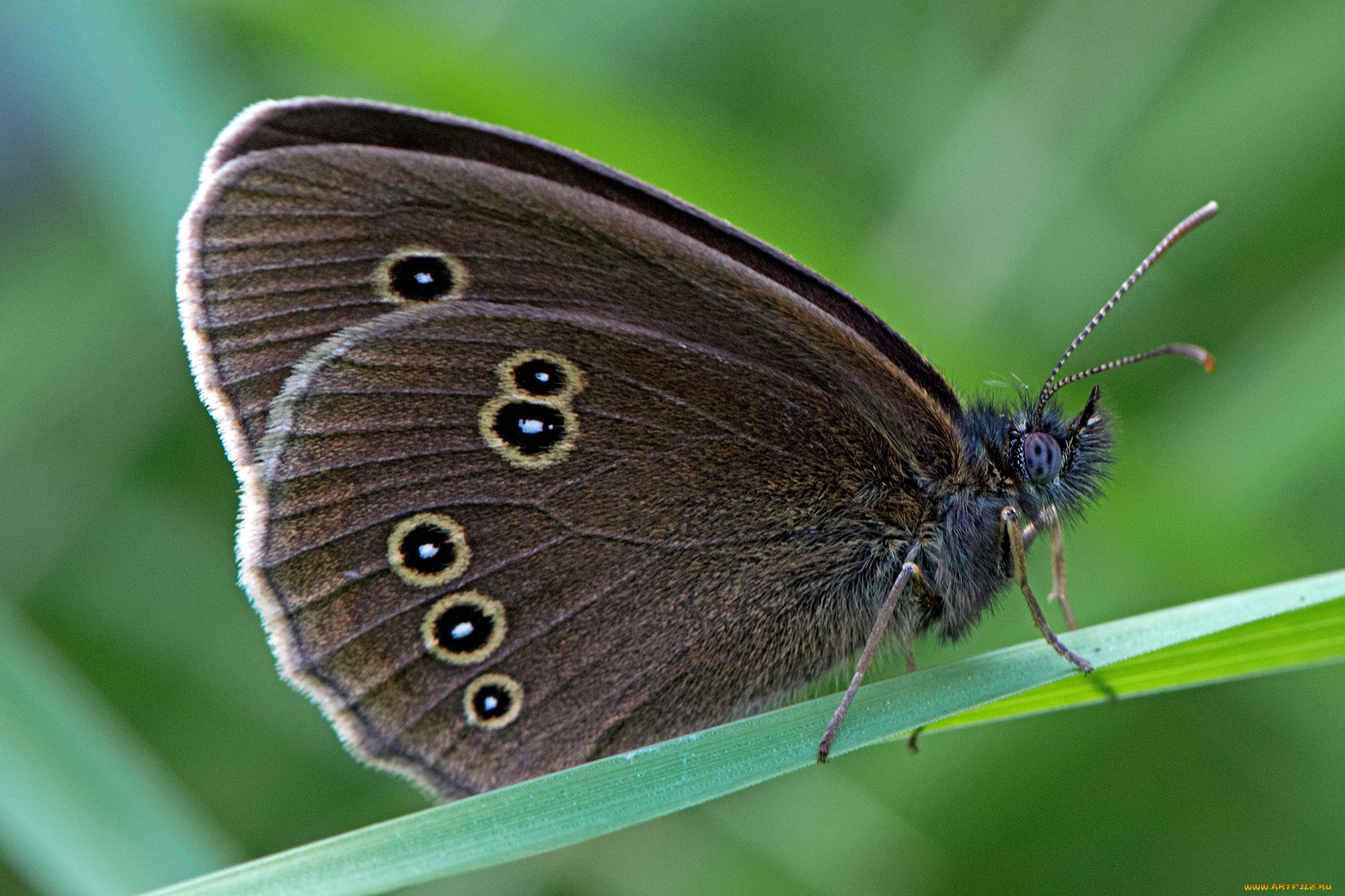 aphantopus hyperantus - the ringlet, , ,  ,  , 